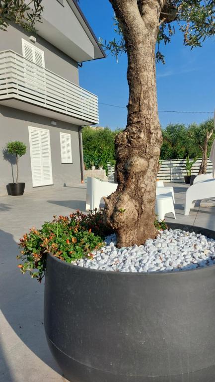 Ulivo e area relax nel cortile